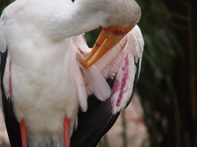[The stork has the wing on the right opened and its bill is preening white feathers on its body. Although the underside of wing is mostly black feathers, the upper white section has strips of pinkish-purple.]